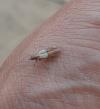 Plodia interpunctella