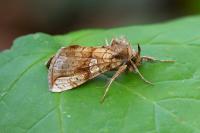 Polychrysia moneta