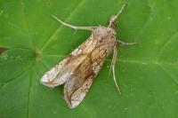 Polychrysia moneta