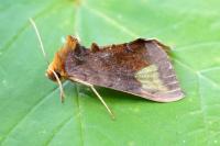Diachrysia chryson
