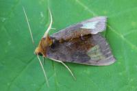 Diachrysia chryson