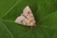 Atypha pulmonaris