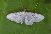 Eupithecia semigraphata