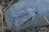 Cucullia lactucae