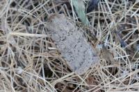 Rhyacia simulans