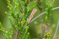 Pediasia fascelinella