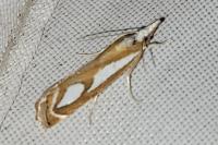Catoptria mytilella