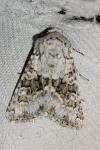 Hecatera bicolorata