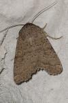 Hoplodrina blanda