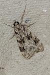 Eudonia delunella