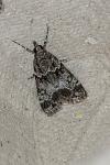 Eudonia mercurella