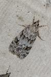 Scoparia ambigualis/basistrigalis