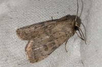 Hoplodrina octogenaria