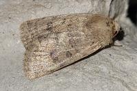 Hoplodrina octogenaria