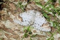Venusia blomeri