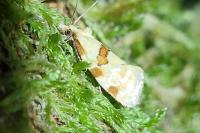 Aethes cnicana/rubigana