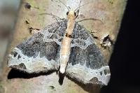 Ecliptopera capitata