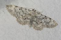 Eupithecia semigraphata