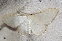 Idaea dilutaria