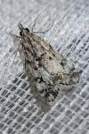 Eudonia lacustrata