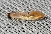 Tinea semifulvella