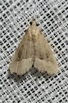 Schrankia taenialis