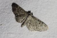 Eupithecia subfuscata