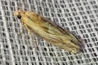 Eucosma cana/hohenwartiana