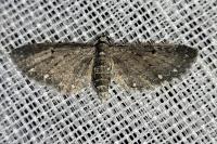 Eupithecia tripunctaria