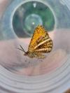 Isturgia limbaria limbaria