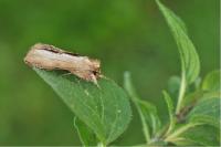 Cucullia prenanthis