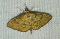 Anania verbascalis