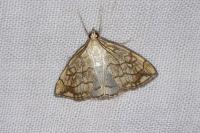 Evergestis pallidata