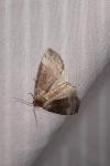 Tetheella fluctuosa