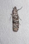 Dioryctria