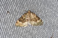 Colostygia olivata