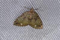 Hydriomena furcata