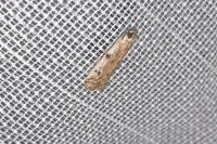 Phycitodes