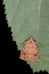 Atypha pulmonaris