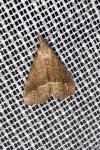 Schrankia taenialis