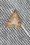 Udea prunalis