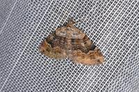 Xanthorhoe quadrifasiata