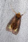 Diachrysia chryson