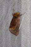 Diachrysia chryson