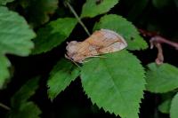 Polychrysia moneta