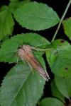 Polychrysia moneta
