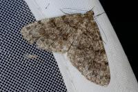 Deileptenia ribeata