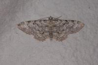Eupithecia semigraphata
