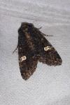 Melanchra persicariae