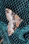 Xanthorhoe biriviata